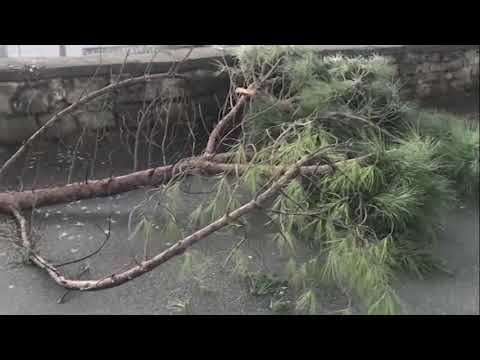 Forte vento nell'Aretino, alberi caduti e danni