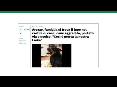 Vitiano (Ar), lupo uccide cagnolina. Paura tra i residenti