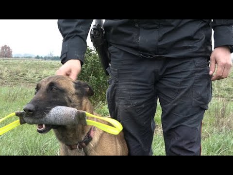 Bocconi killer, ad Arezzo in azione Puma e Titan: i cani antiveleno