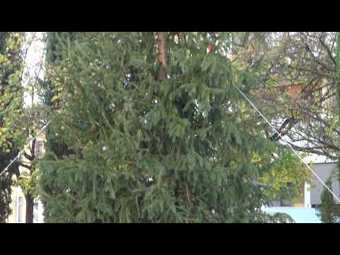 L'Albero di Natale dello sport in piazza Saione